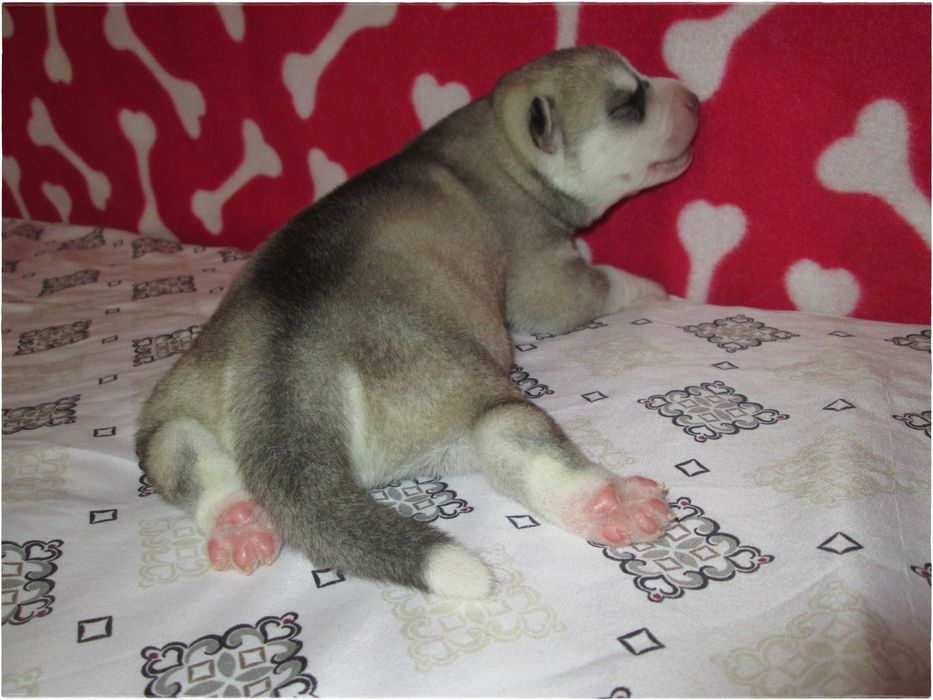 Macho Cinzento e Branco Husky Siberiano
