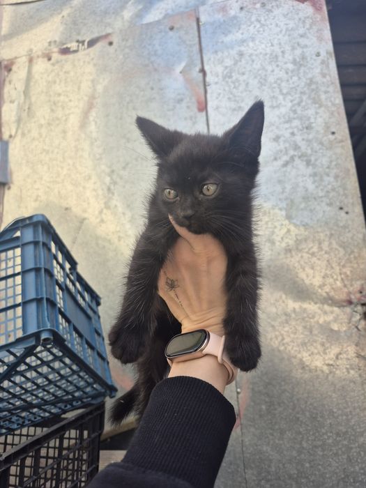 Кошенята в добрі руки