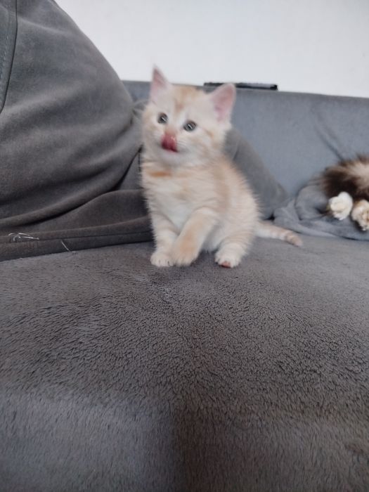 Котик безкоштовно