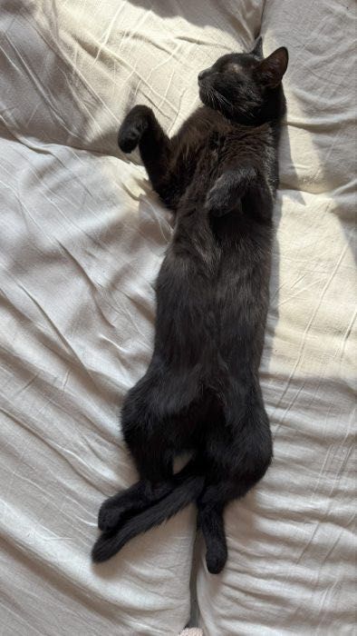 Kurkuma - kotka, kotek, kot do adopcji