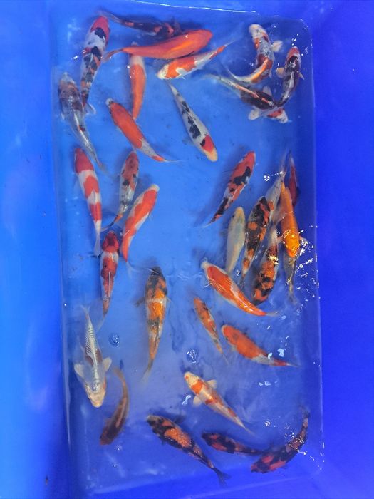 Karpie koi japonskie