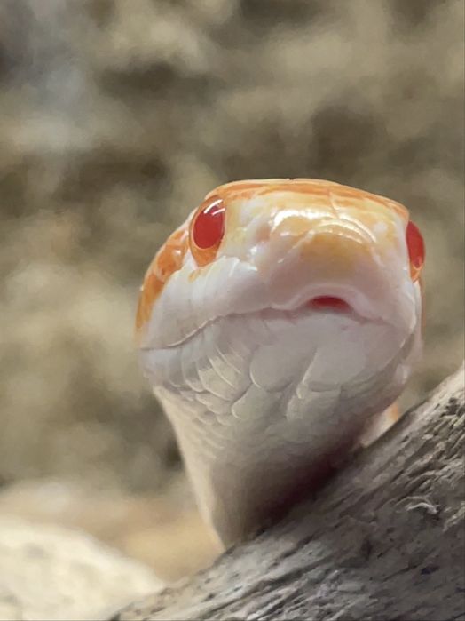 Wąż zbożowy amel albino samica