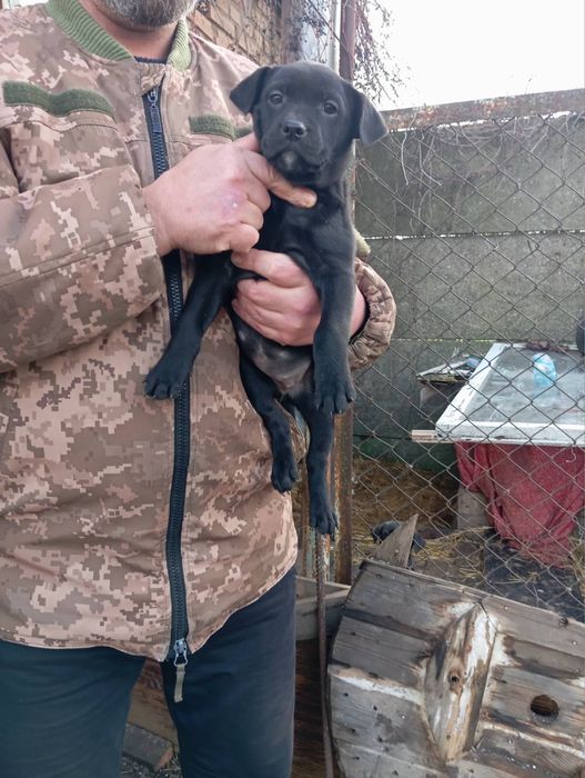 4 песика шукають дім, в хороші руки. Сабака, пес, цуценя