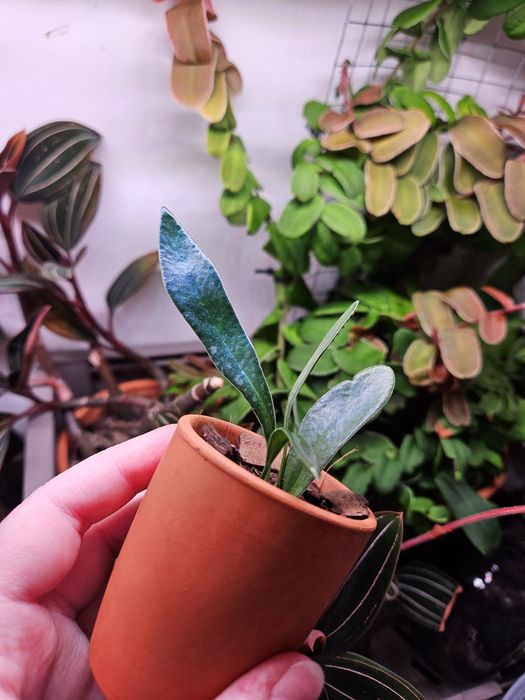 Надлишки кімнатних рослин