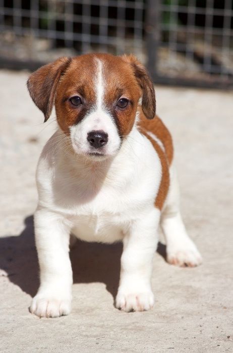 Джек Рассел, хлопчик, КСУ