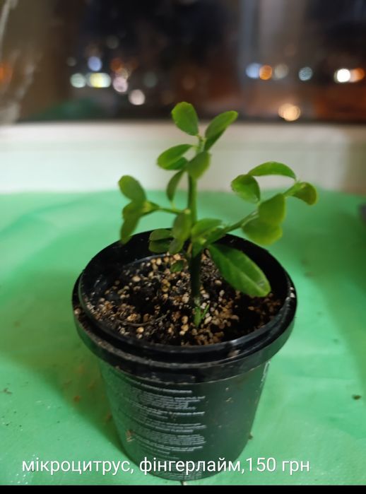 Екзотичні рослини