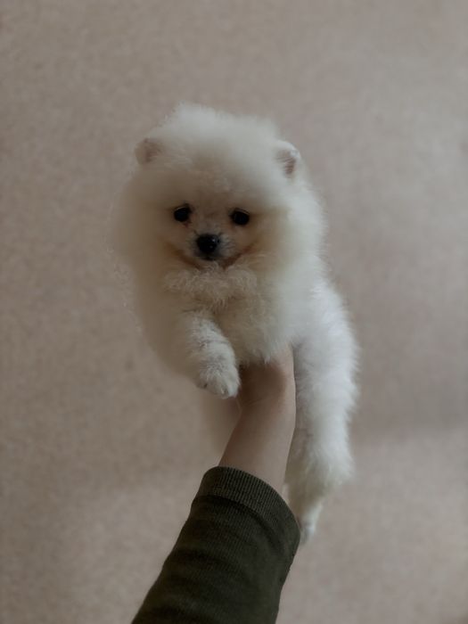 шикарний Ведмедик шоу класу
