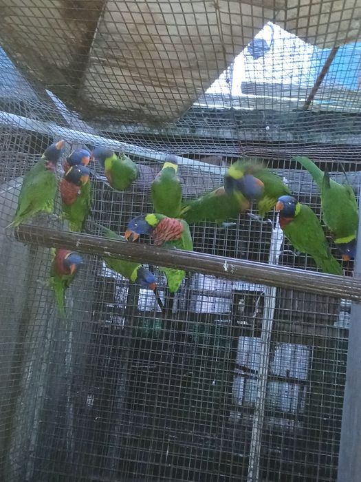 Loris para mudar de casa