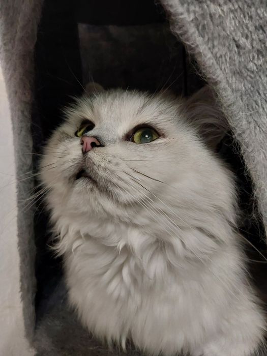 Галантний зеленоокий кавалер запрошує на побачення