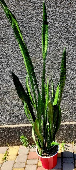 Сансевиерия 120 см.