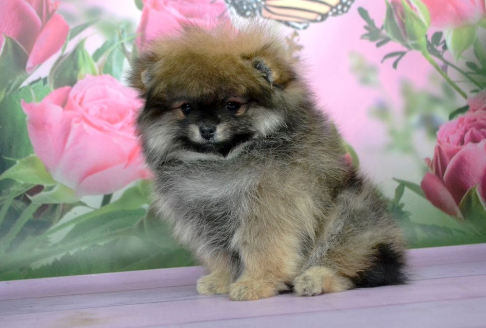 Дівчинка померанського шпіца