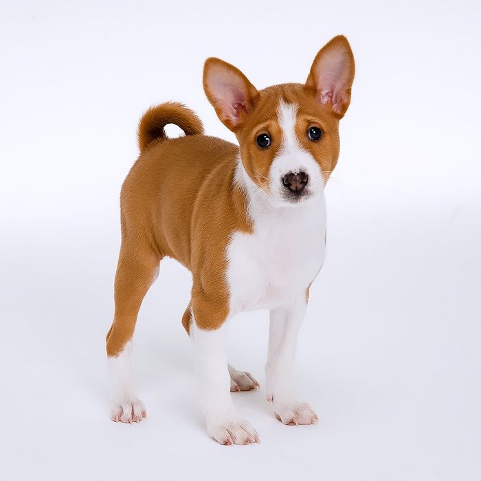 Щенок басенджи девочка 2024