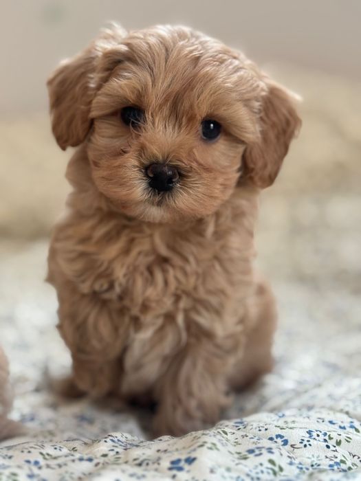 Maltipoo - piesek ;)