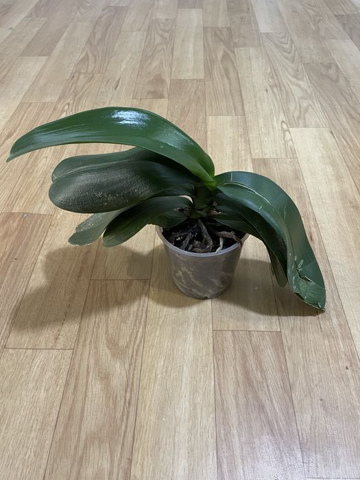 Орхідея біла  Phalaenopsis
