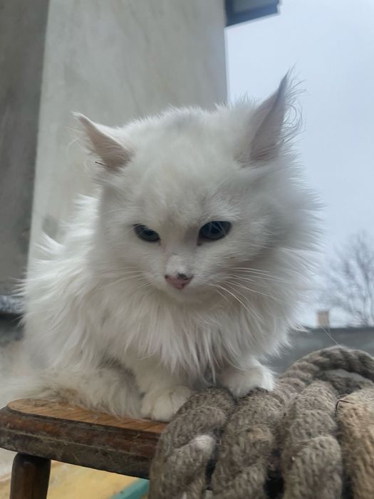 Віддаю в добрі руки