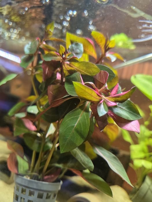 Ludwigia repens- roślina akwariowa