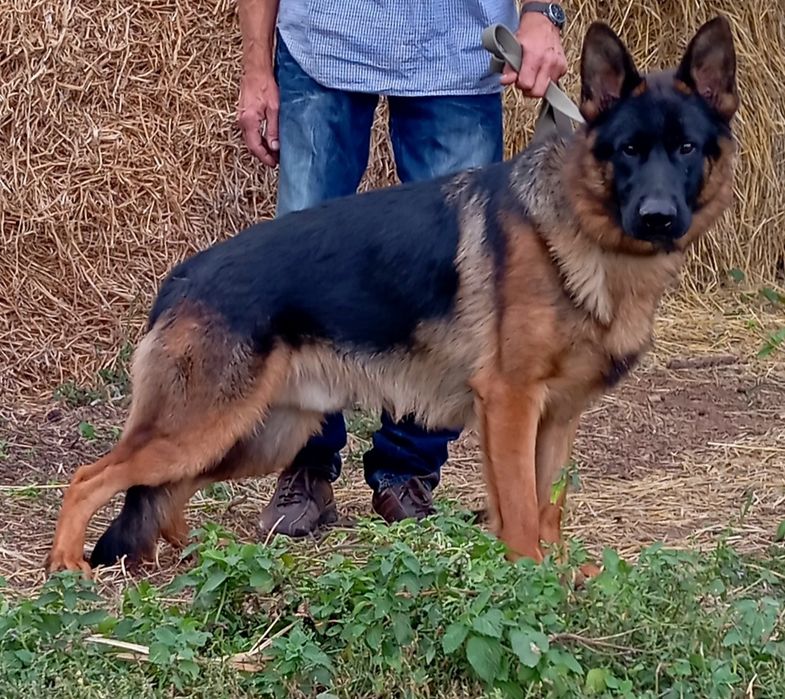 Шикарная девочка 1,5 мес.