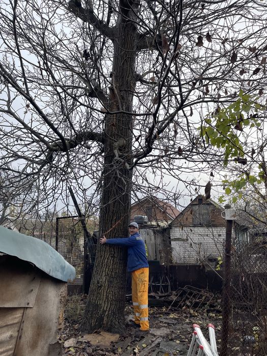 Обрезка деревьев Спил деревьев с Бесплатним вивозом