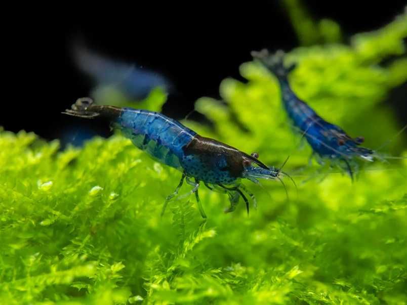 Camarões Neocaridina Blue Dream Low grade para aquário