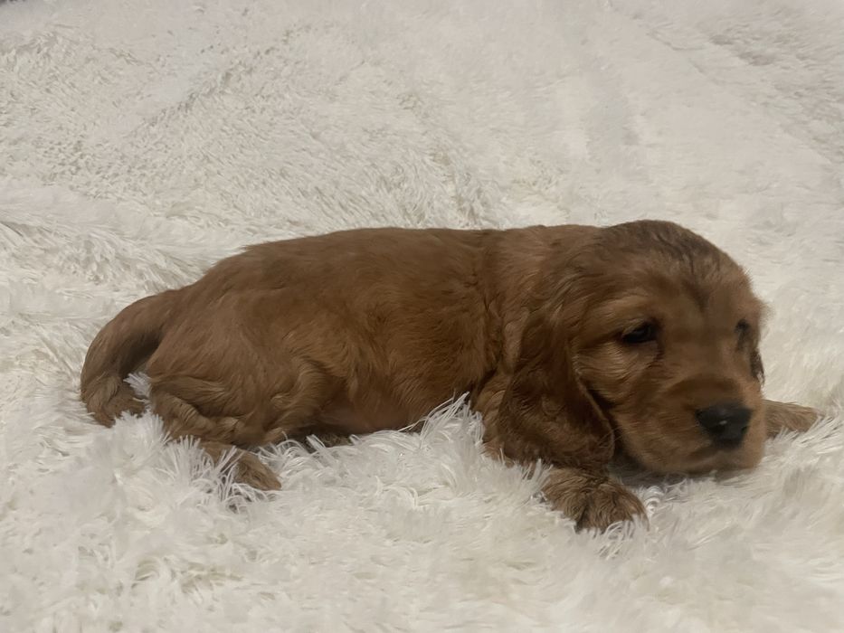 Cocker spaniel angielski