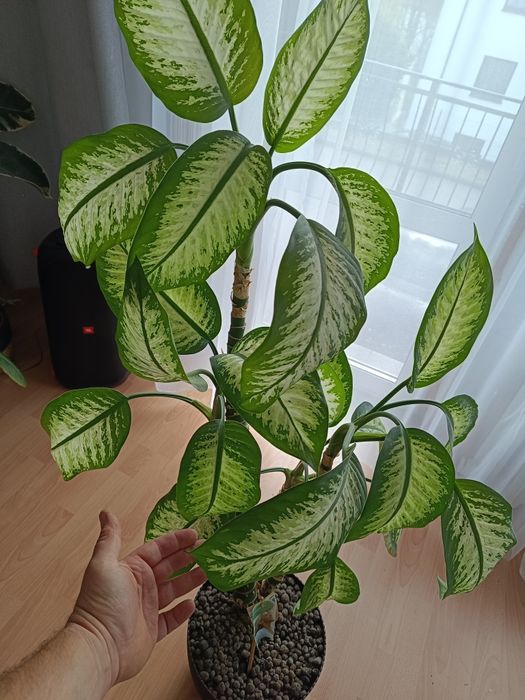 Difenbafia Kwiat doniczkowy duży dieffenbachia 145 cm