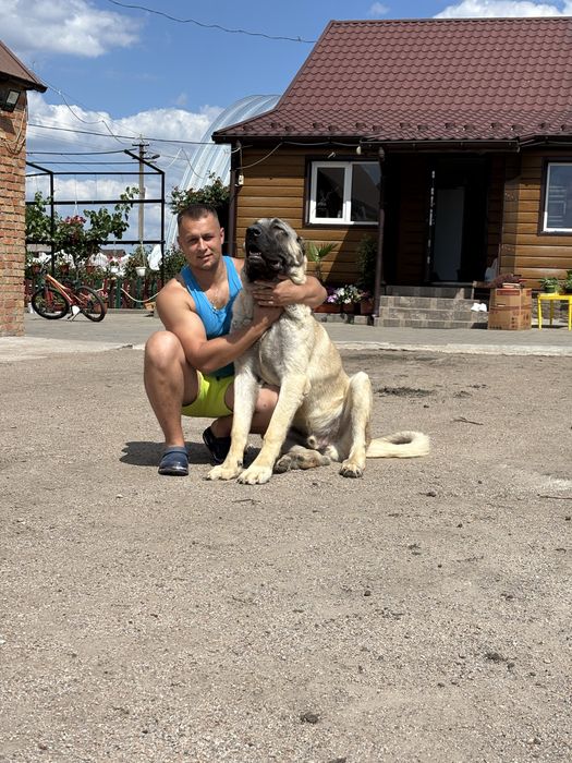 Турецький Кангал, вʼязка.