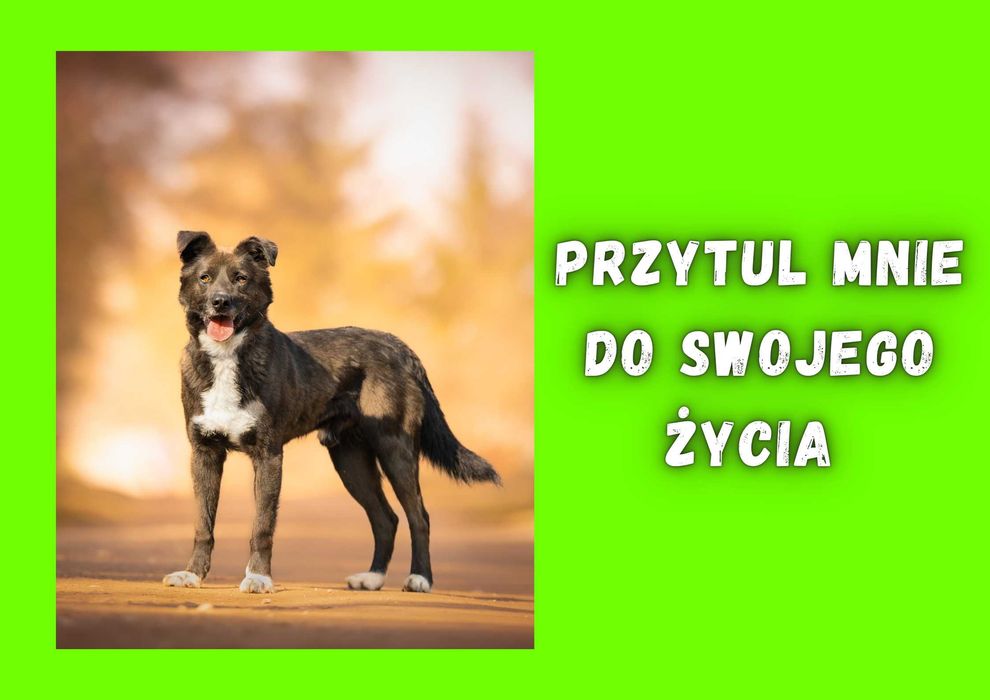 TORKIO - marzy o nowym domu i rodzinie