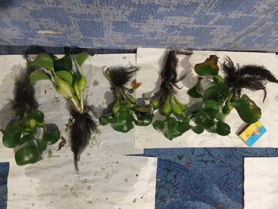 Гиацинт - Акваріумні рослини