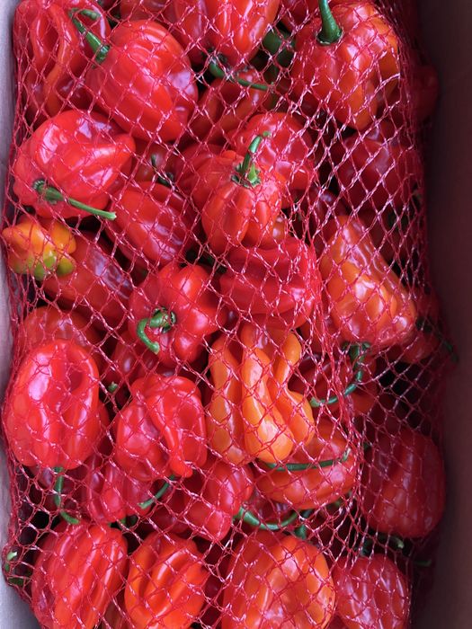 Sprzedam habanero ostre