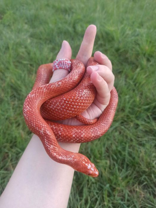 Wąż zbożowy z terrarium