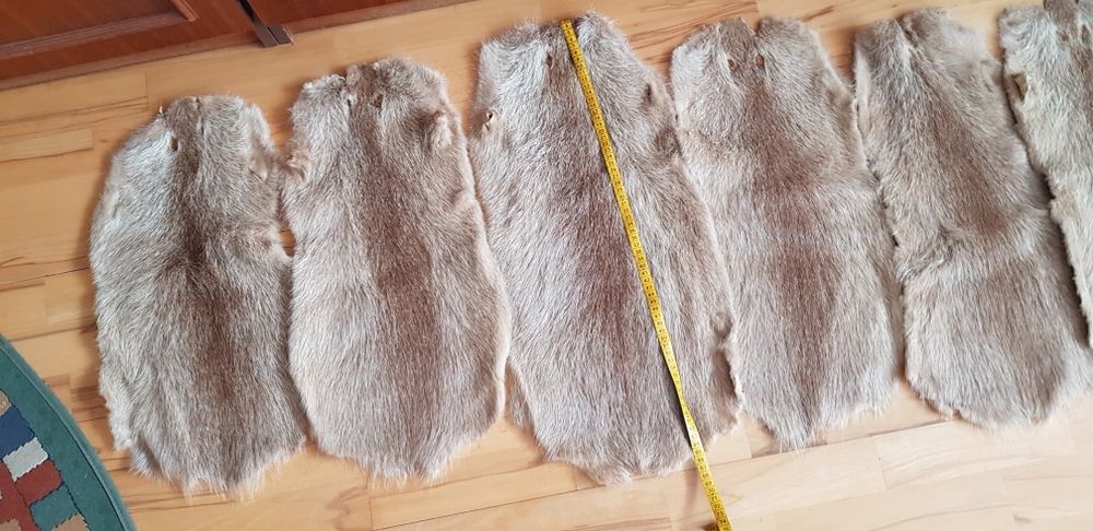 Skórki z nutrii wyprawione