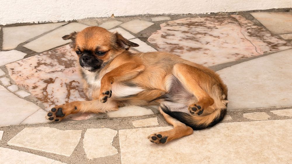 Chihuahua Macho Pelo comprido