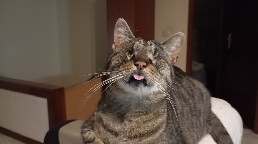 Gato cego tigrado meiguinho