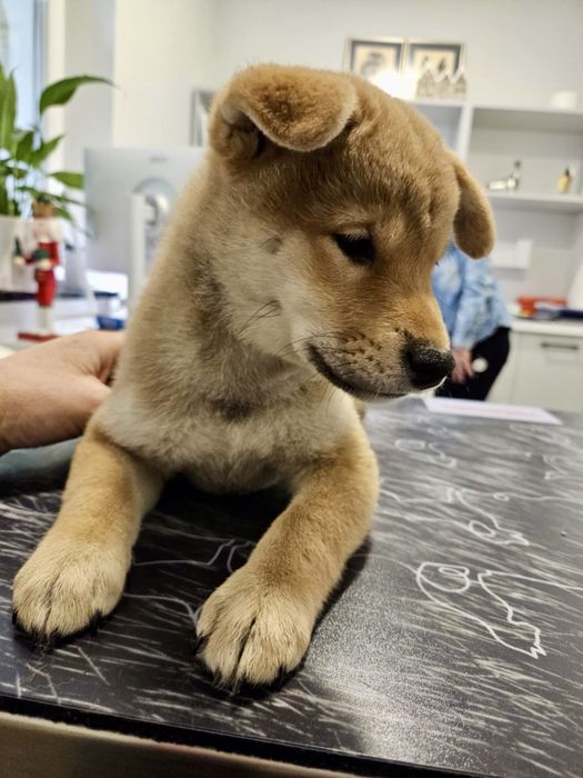 Shiba Inu - dziewczynka ZKwP FCI gotowa do odbioru