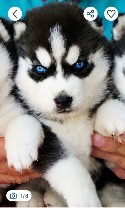 Siberian husky ZKwP FCI suczka najwyższej klasy hodowla od 1996 roku