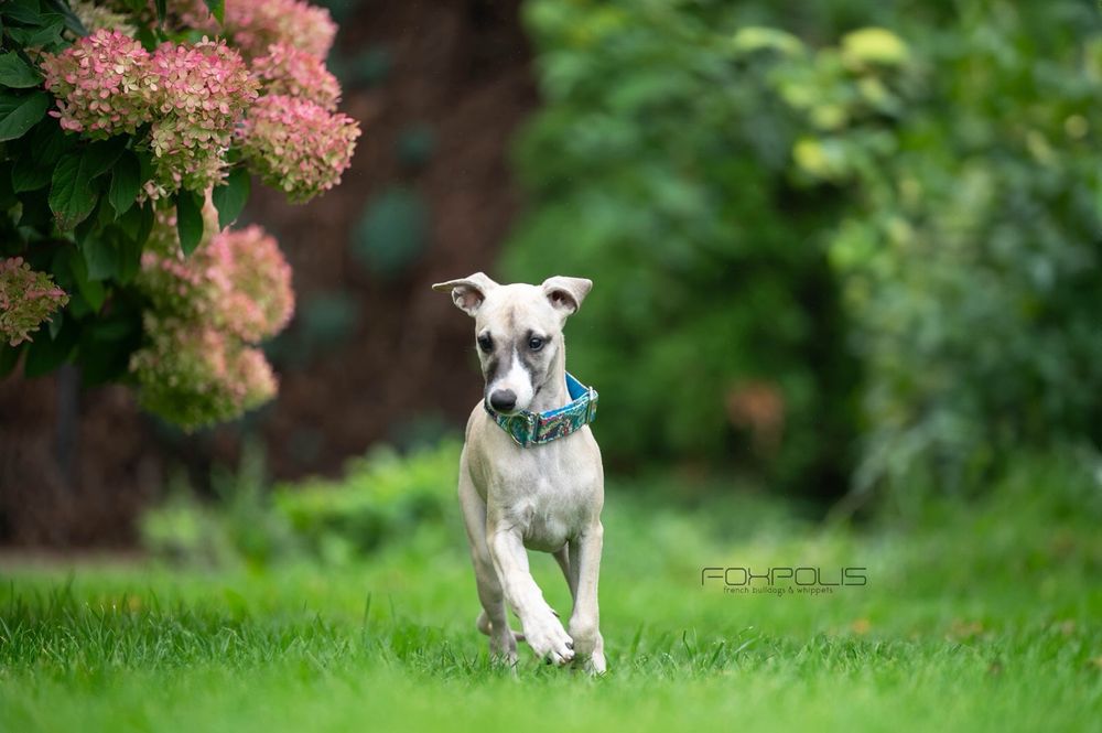 Whippet, chart angielski, suczka Foxpolis Zaza FCI, potencjał wystawowy, hodoela FCI