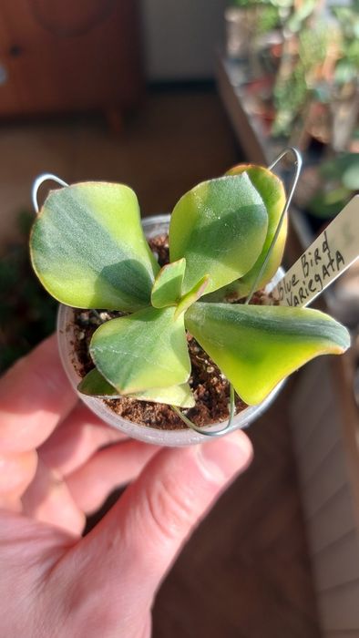 Crassula Blue Bird variegata  Крассула Блуберд вариегата