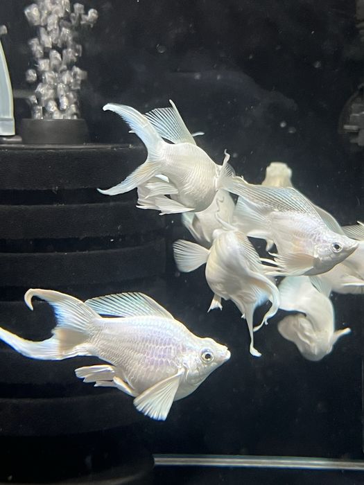 Molinezja balonowa Snow White XXL Aqualife