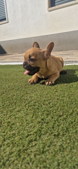 Menino bulldog frances fawn