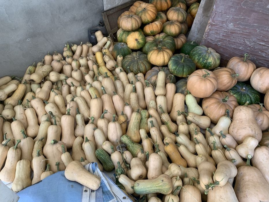 Abóboras manteiga e menina