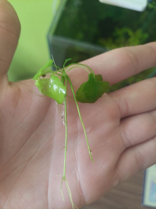 Roślinka akwariowa LOTOS