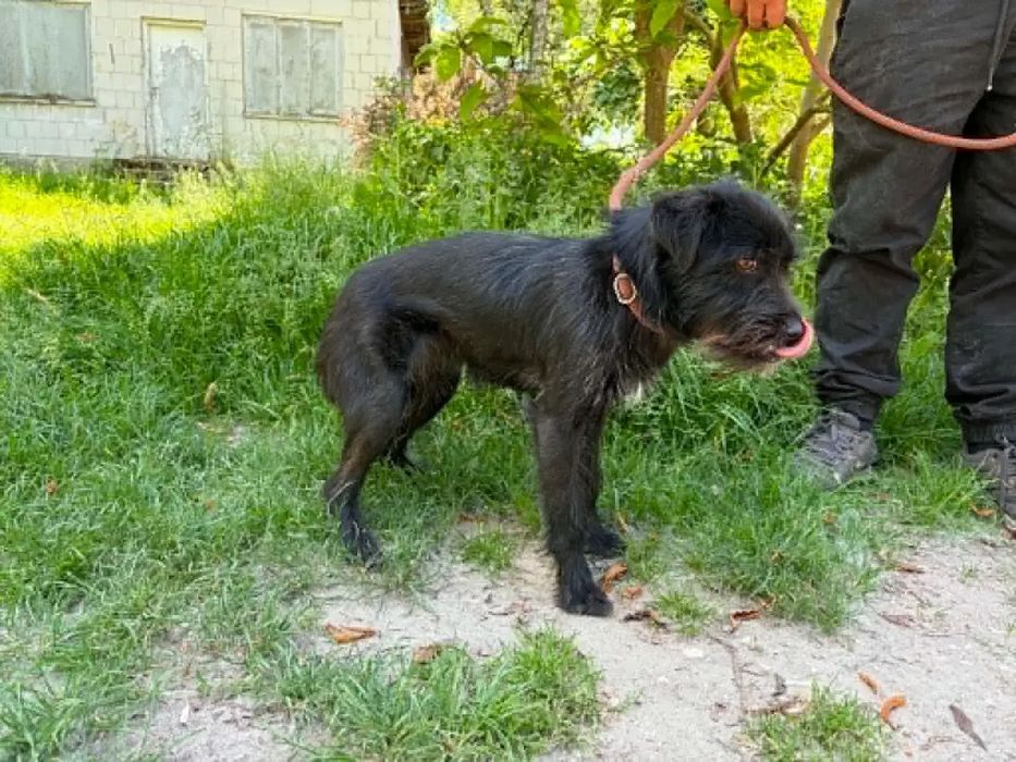 Mikro sunia młoda do adopcji