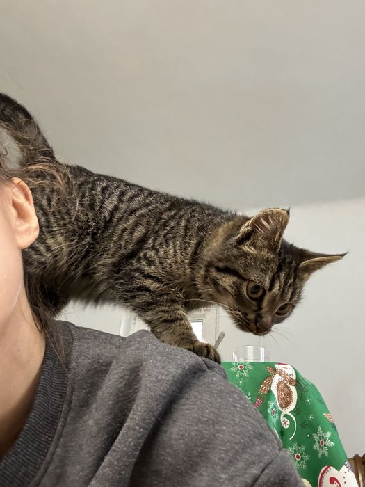 Кошеня в добрі руки