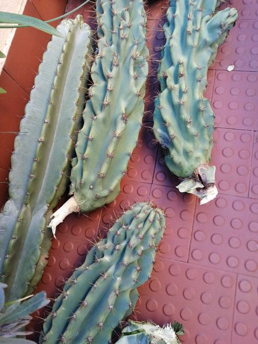 Cato Cereus Mandacaru e OUTROS