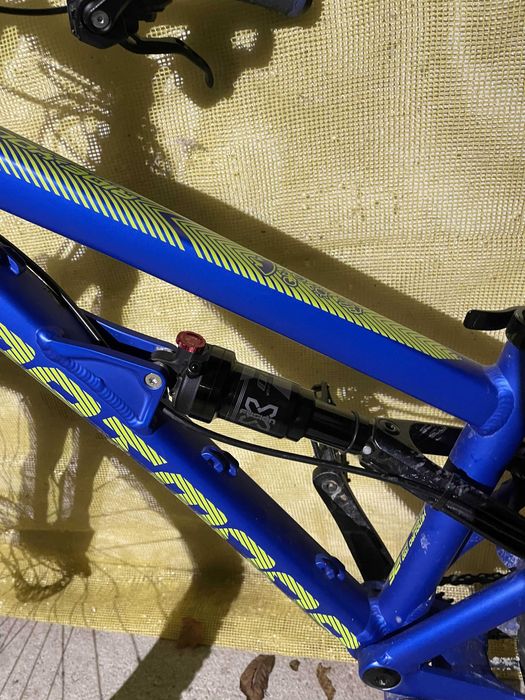 Dartmoor Blackbird Junior 2022