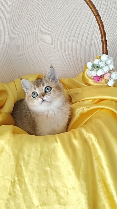 Золоті шиншили  дівчинка і хлопчик