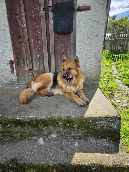 Kochana Saba do adopcji
