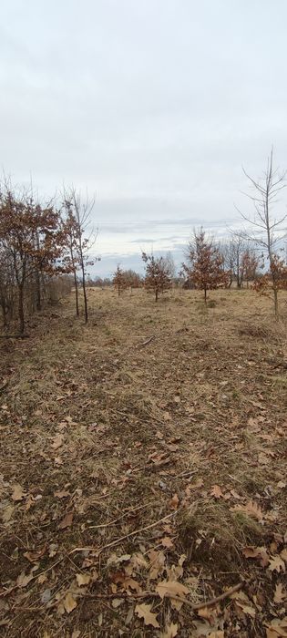 Земельна ділянка С. Раківчик Коломия