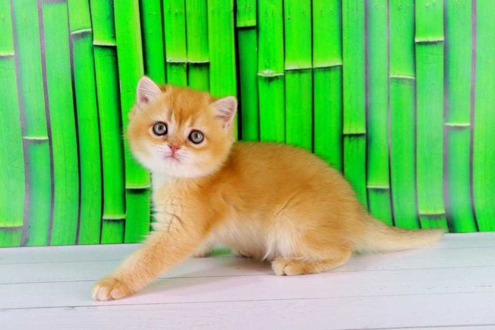 Дуже ласкавий та красивий британських хлопчик-золота шиншилла