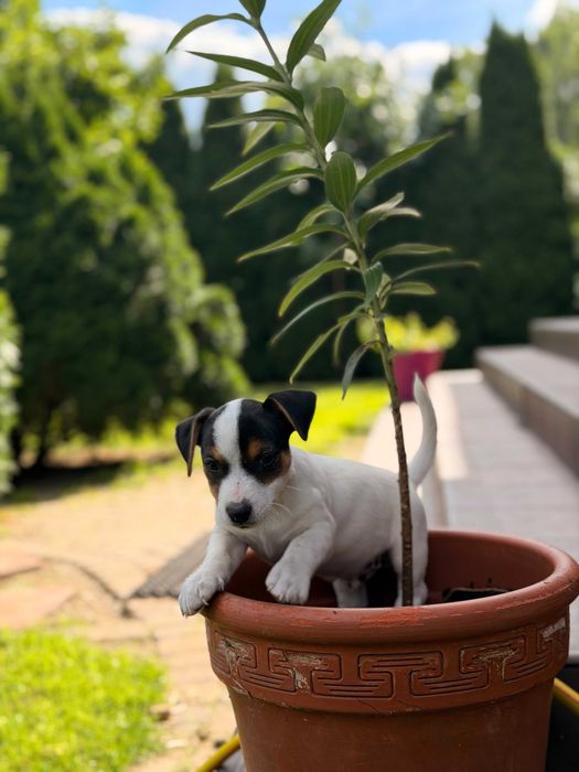 jack russell terrier